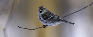 Preview wallpaper redpoll, bird, branch, wildlife