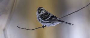 Preview wallpaper redpoll, bird, branch, wildlife