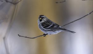 Preview wallpaper redpoll, bird, branch, wildlife