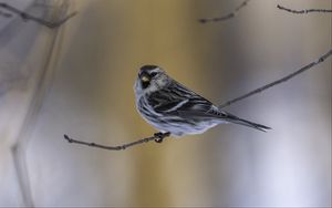 Preview wallpaper redpoll, bird, branch, wildlife