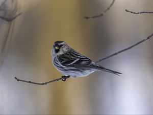 Preview wallpaper redpoll, bird, branch, wildlife