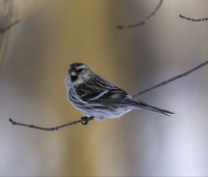 Preview wallpaper redpoll, bird, branch, wildlife