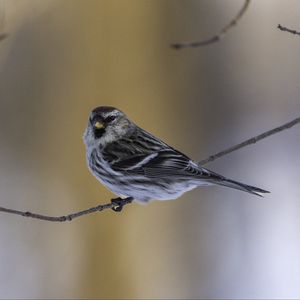 Preview wallpaper redpoll, bird, branch, wildlife