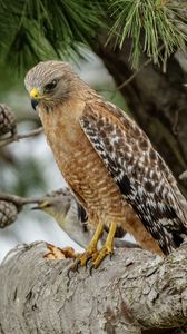 Preview wallpaper red-shouldered buzzard, hawk, bird, tree, cones