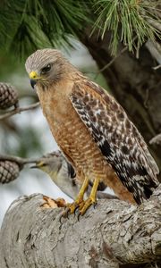 Preview wallpaper red-shouldered buzzard, hawk, bird, tree, cones