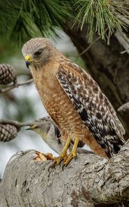 Preview wallpaper red-shouldered buzzard, hawk, bird, tree, cones