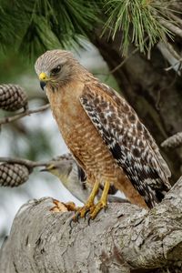 Preview wallpaper red-shouldered buzzard, hawk, bird, tree, cones