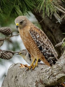 Preview wallpaper red-shouldered buzzard, hawk, bird, tree, cones