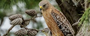 Preview wallpaper red-shouldered buzzard, hawk, bird, tree, cones