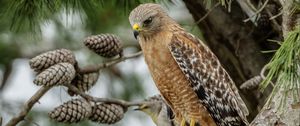 Preview wallpaper red-shouldered buzzard, hawk, bird, tree, cones