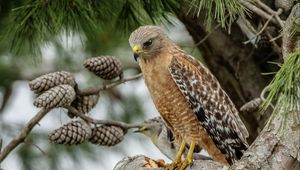 Preview wallpaper red-shouldered buzzard, hawk, bird, tree, cones