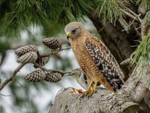 Preview wallpaper red-shouldered buzzard, hawk, bird, tree, cones