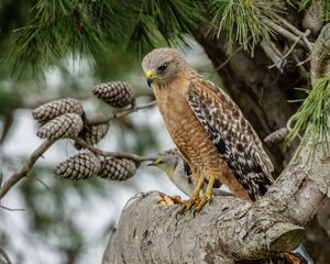 Preview wallpaper red-shouldered buzzard, hawk, bird, tree, cones