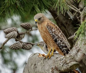 Preview wallpaper red-shouldered buzzard, hawk, bird, tree, cones