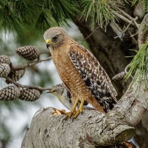 Preview wallpaper red-shouldered buzzard, hawk, bird, tree, cones