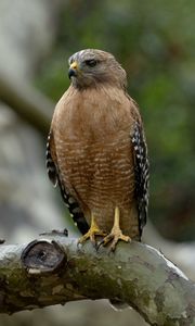 Preview wallpaper red-shouldered hawk, bird, predator, branch