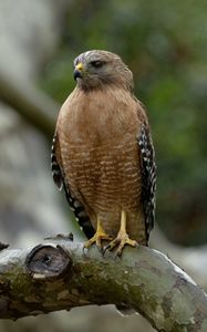 Preview wallpaper red-shouldered hawk, bird, predator, branch