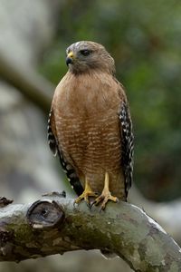 Preview wallpaper red-shouldered hawk, bird, predator, branch