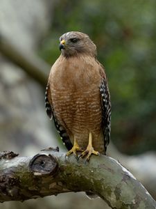 Preview wallpaper red-shouldered hawk, bird, predator, branch