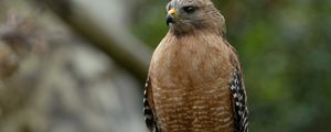 Preview wallpaper red-shouldered hawk, bird, predator, branch