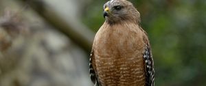 Preview wallpaper red-shouldered hawk, bird, predator, branch