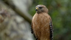 Preview wallpaper red-shouldered hawk, bird, predator, branch