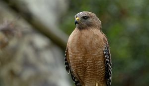 Preview wallpaper red-shouldered hawk, bird, predator, branch