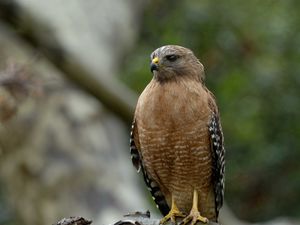 Preview wallpaper red-shouldered hawk, bird, predator, branch