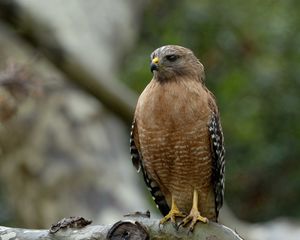 Preview wallpaper red-shouldered hawk, bird, predator, branch