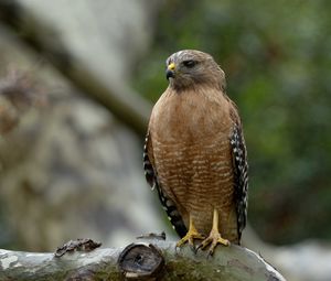 Preview wallpaper red-shouldered hawk, bird, predator, branch