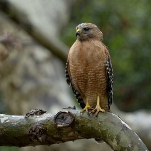 Preview wallpaper red-shouldered hawk, bird, predator, branch