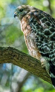 Preview wallpaper red-shouldered hawk, hawk, bird, tree, branch