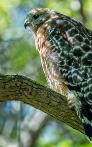 Preview wallpaper red-shouldered hawk, hawk, bird, tree, branch