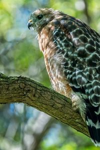 Preview wallpaper red-shouldered hawk, hawk, bird, tree, branch