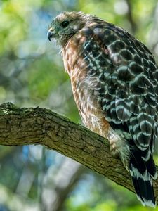 Preview wallpaper red-shouldered hawk, hawk, bird, tree, branch