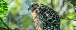 Preview wallpaper red-shouldered hawk, hawk, bird, tree, branch