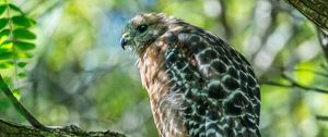 Preview wallpaper red-shouldered hawk, hawk, bird, tree, branch