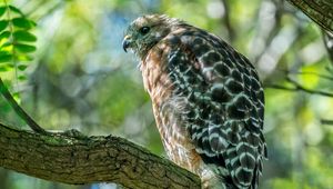 Preview wallpaper red-shouldered hawk, hawk, bird, tree, branch