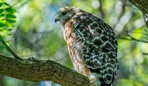 Preview wallpaper red-shouldered hawk, hawk, bird, tree, branch