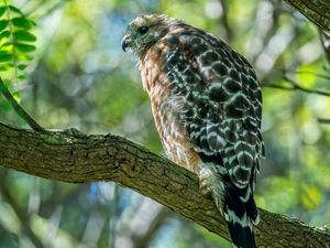 Preview wallpaper red-shouldered hawk, hawk, bird, tree, branch