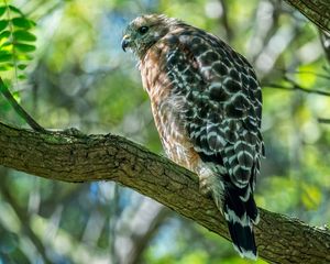 Preview wallpaper red-shouldered hawk, hawk, bird, tree, branch