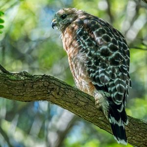 Preview wallpaper red-shouldered hawk, hawk, bird, tree, branch