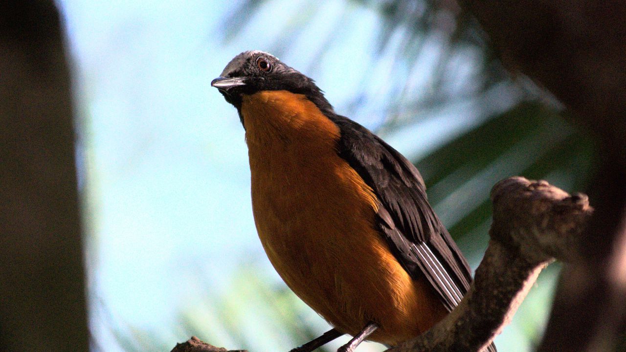 Wallpaper redstart, bird, branch