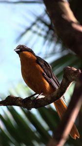 Preview wallpaper redstart, bird, branch