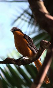 Preview wallpaper redstart, bird, branch