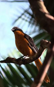 Preview wallpaper redstart, bird, branch