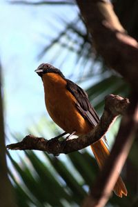 Preview wallpaper redstart, bird, branch