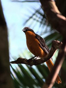 Preview wallpaper redstart, bird, branch