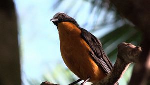 Preview wallpaper redstart, bird, branch