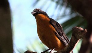 Preview wallpaper redstart, bird, branch